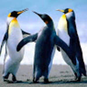 Meet your Posher, Charlie